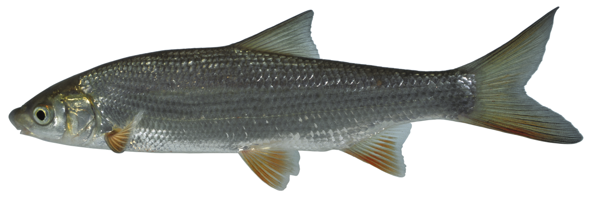 Fisch