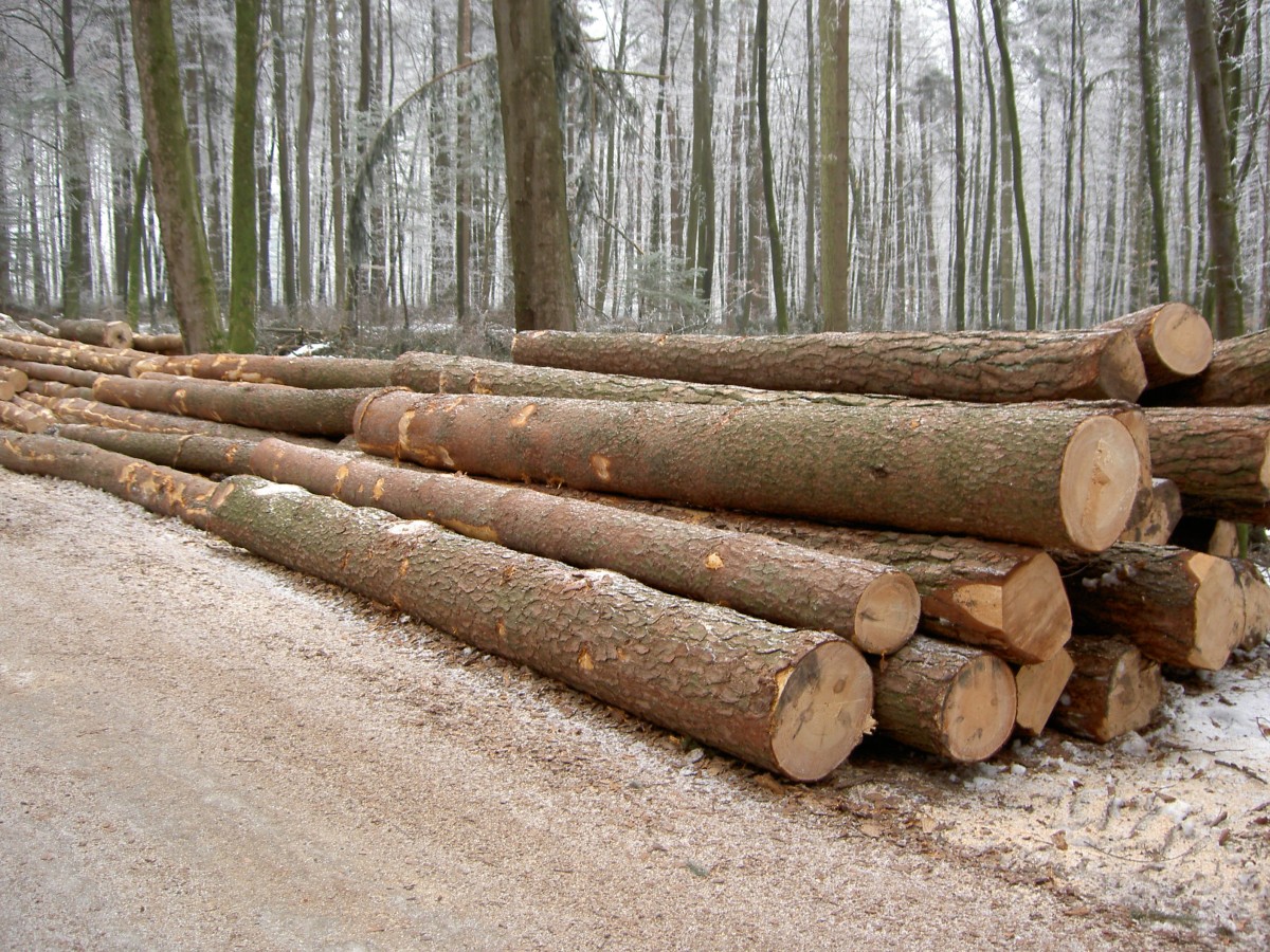 Ein Stapel Baumstämme
