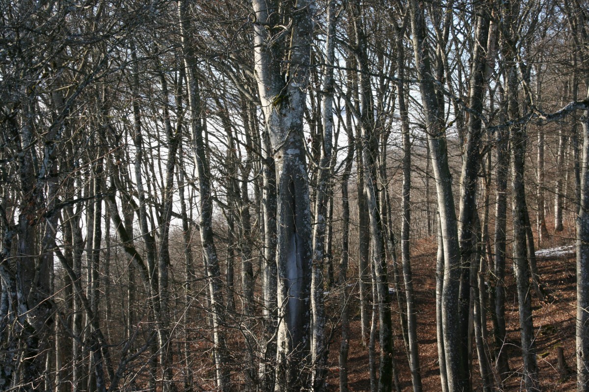 Blick in den Wald