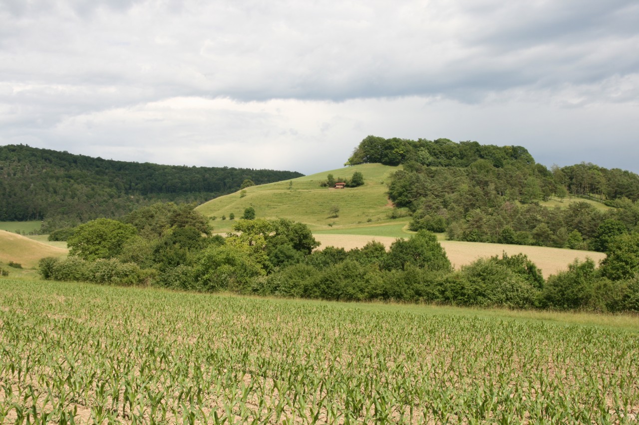 Waldfläche