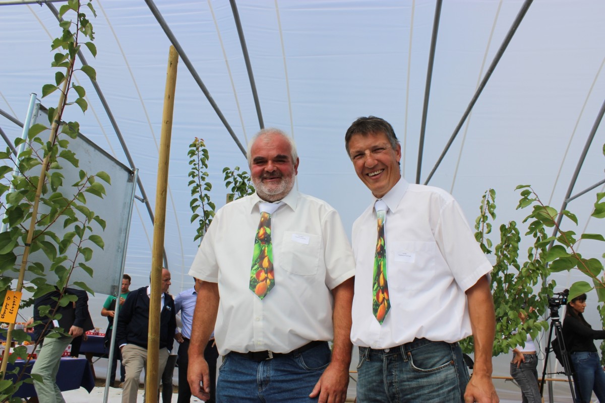 Die beiden Seetaler Obstproduzenten Urs Baur und Robert Siegrist haben die schweizweit grösste Aprikosenanbaufläche unter modernsten Folientunnel erbaut.