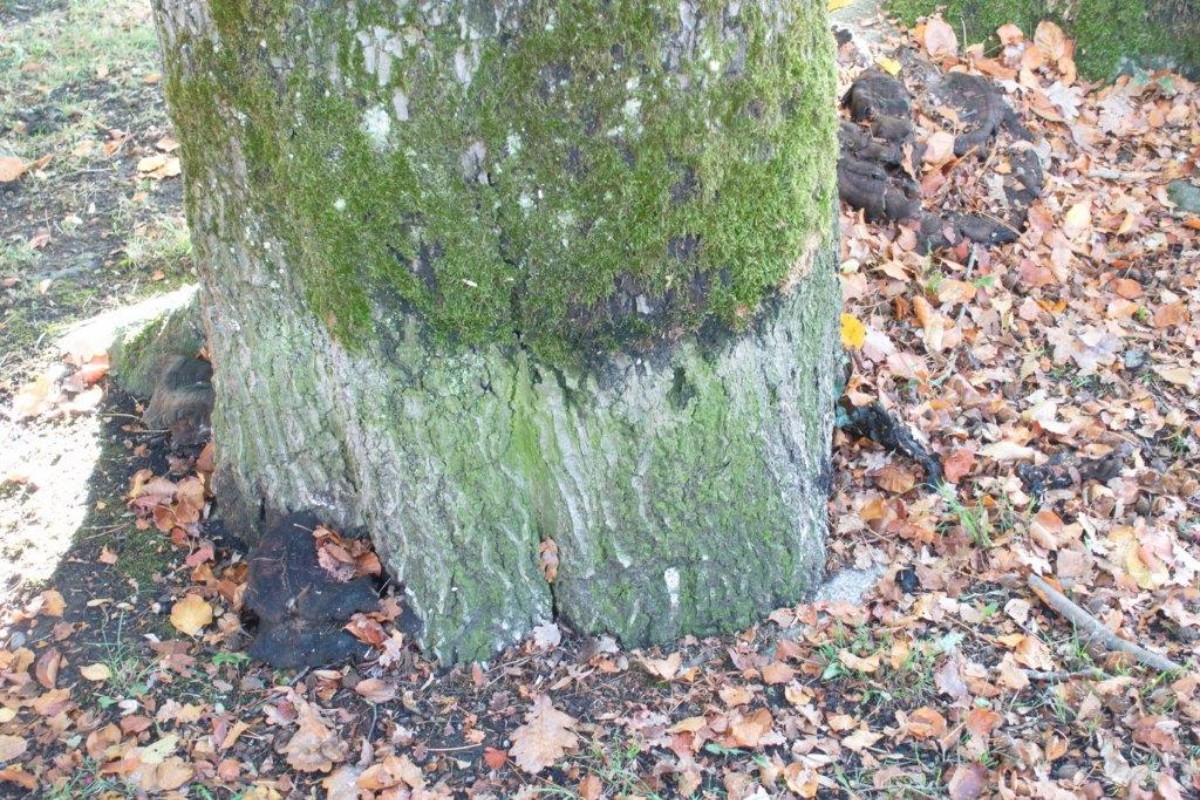 Pilzfruchtkörper an der Basis des Stammes.