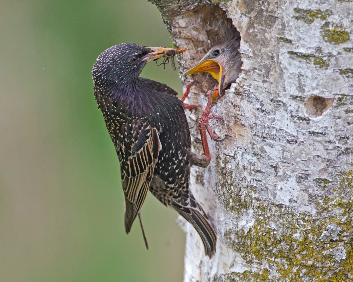 Ein Star füttert seine Jungen mit Insekten an einem Baum. 