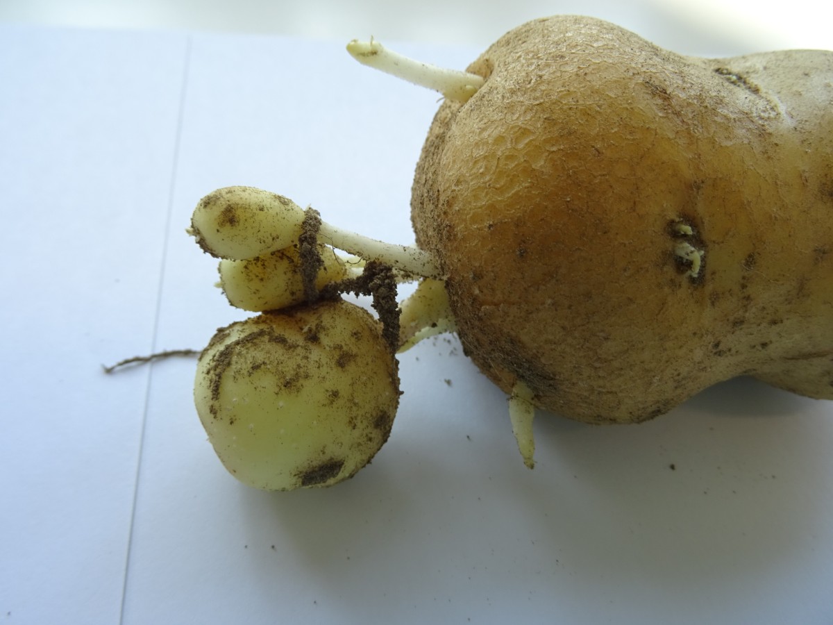 Kartoffel mit angewachsener kleiner Kartoffel