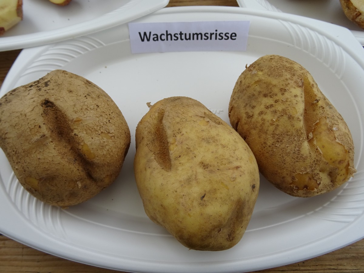 Kartoffeln mit Spalten 