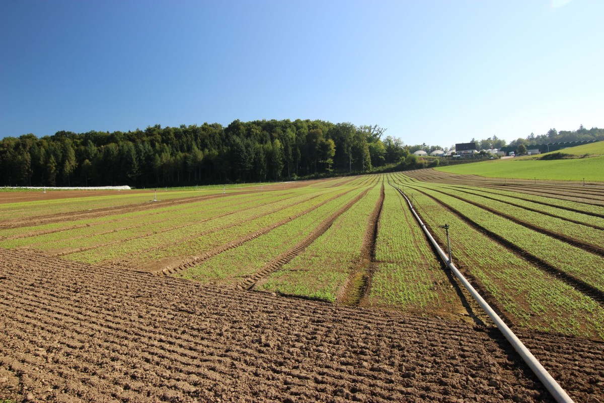 Gemüsefeld mit Sprinklerbewässerungsanlage