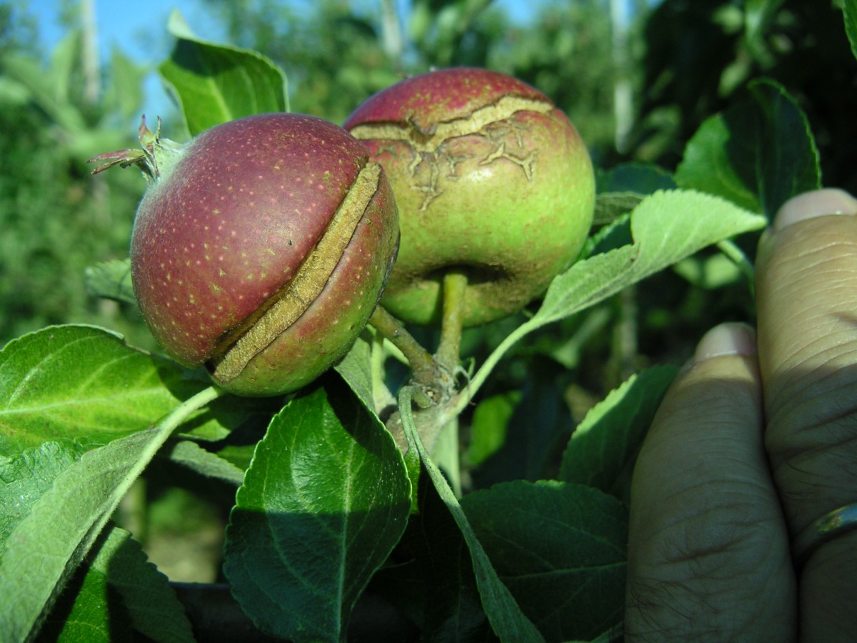Aepfel an Baum mit grossen Rissen 