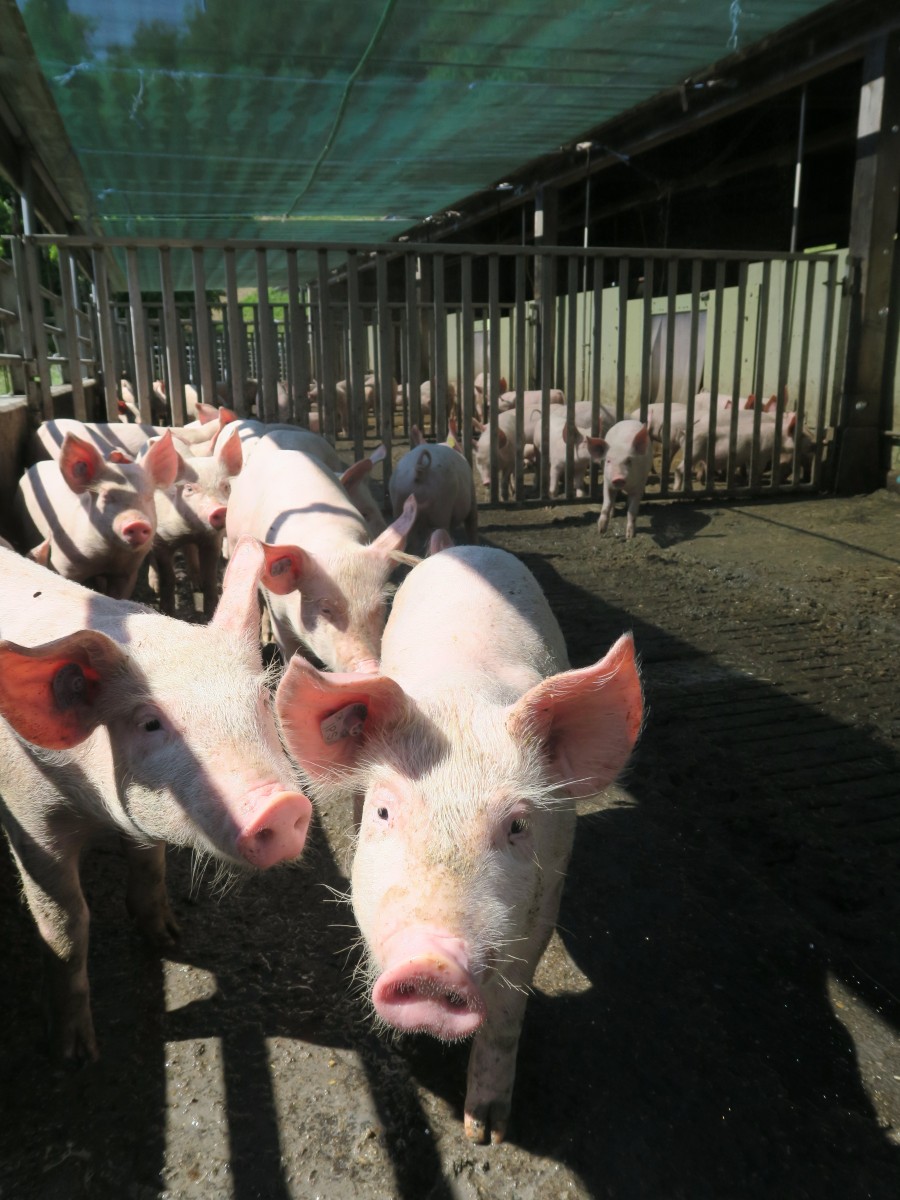 Schweine im Hintergrund ein Schattiernetz