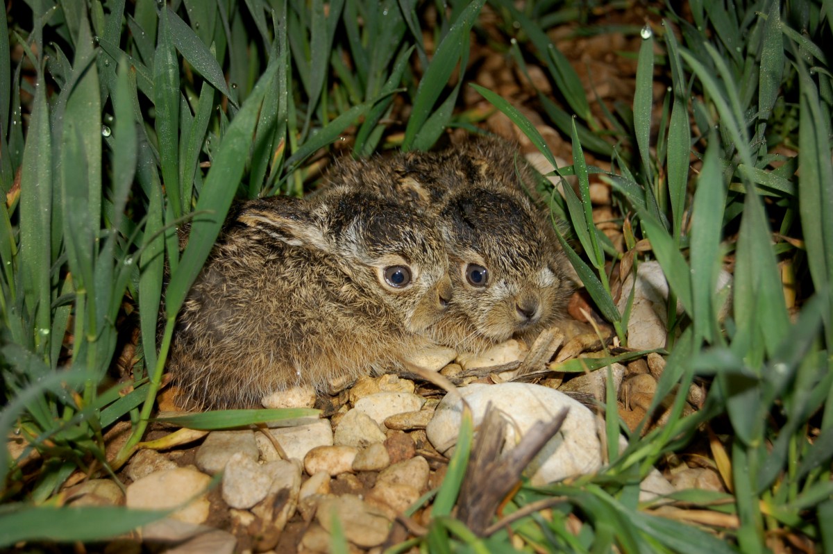 Zwei Junghasen verstecken sich im Getreidefeld