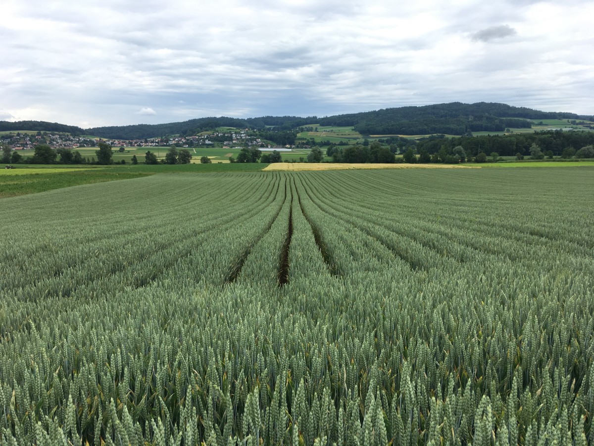 Ein grünes Getreidefeld mit einer Quersaat. 