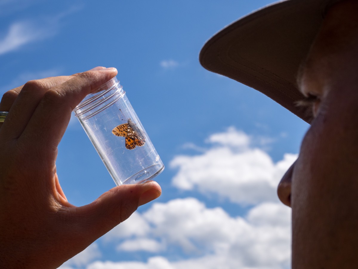 Ein Mann schaut einen Schmetterling an, den er in einem Glas gefangen hat.