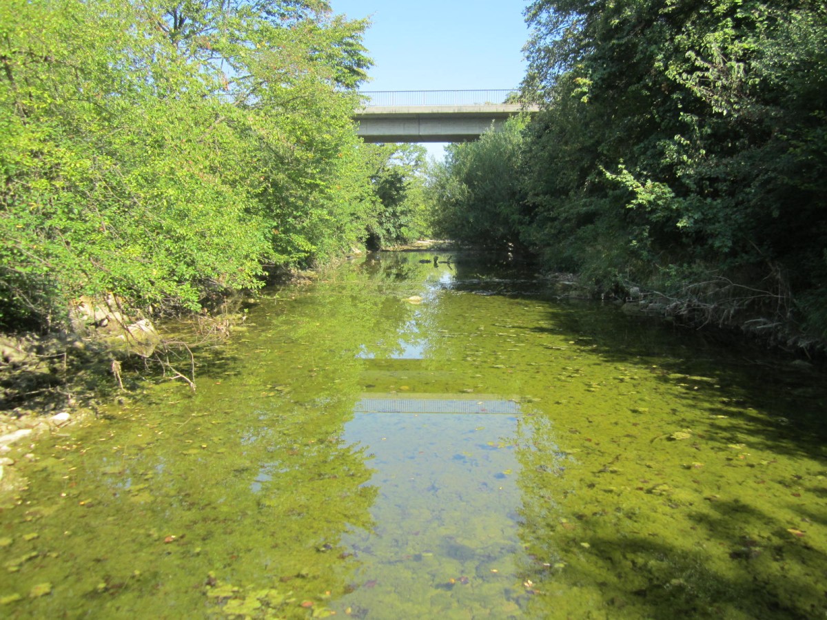 Grünes Flussbett