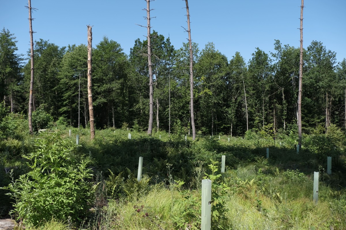 Wald mit Eichen
