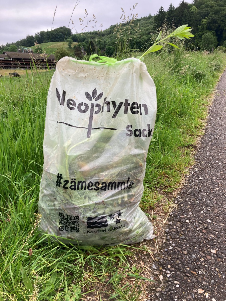 Gefüllter Sack mit Neophyten auf einer grünen Wiese.