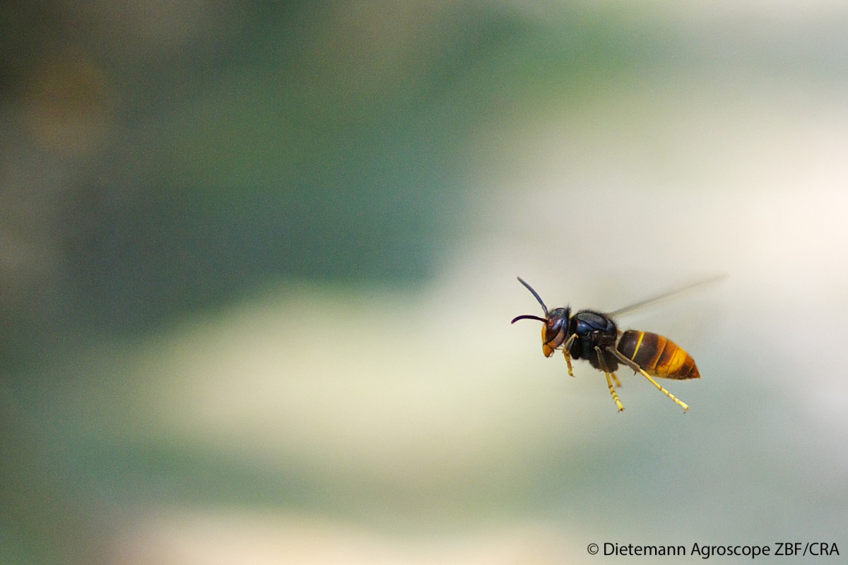 Nahaufnahme einer liegenden Asiatischen Hornisse