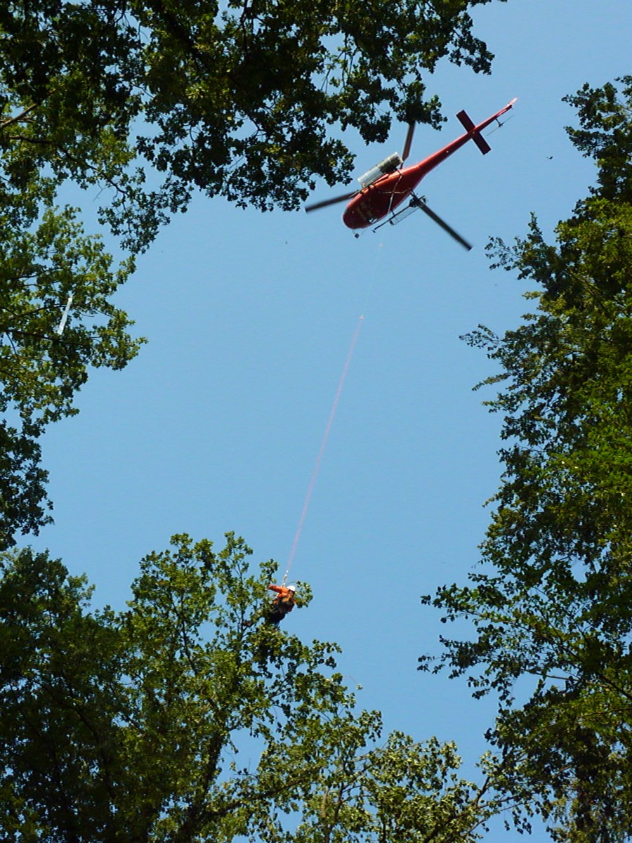 Helikopter schwebt über Baumgipfel