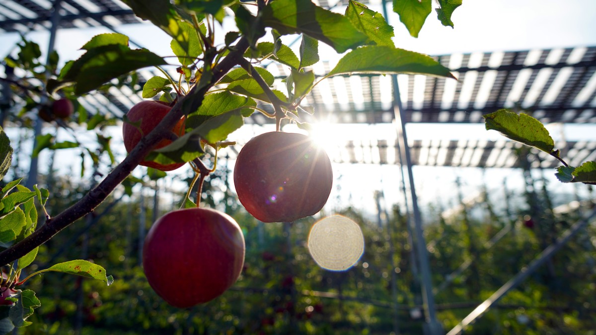 Die Obstbauanlage im Gegenlicht