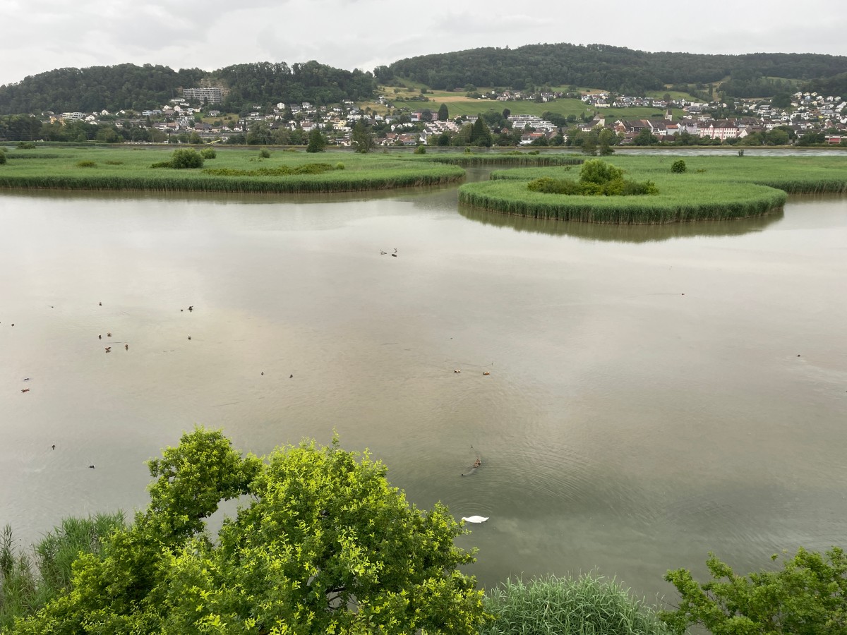 Schutzgebiet Klingnauer Stausee mit Wasser- und Watvögel.