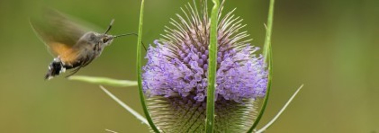 Insekt, welches fliegend mit seiner Zunge Nektar einer violetten Blume aufnimmt.
