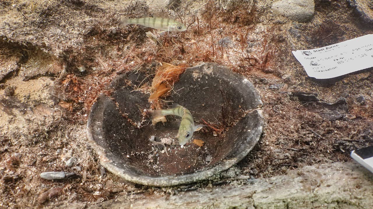 Eine dunkle Keramikschale im Seegrund liegend, in der Mitte darüber schwimmt ein kleiner Egli.