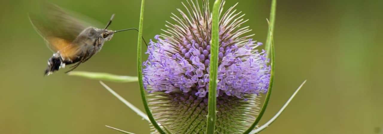 Eine Blühende Karde an der ein Taubenschwänzchen (Schmetterling) saugt.
